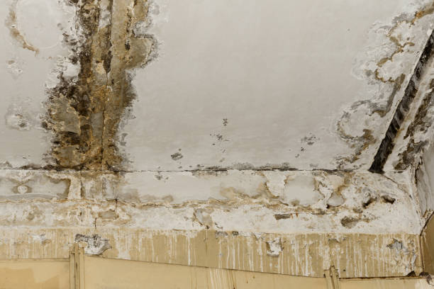 Trusted Ocean Pointe, HI Mold Removal Experts