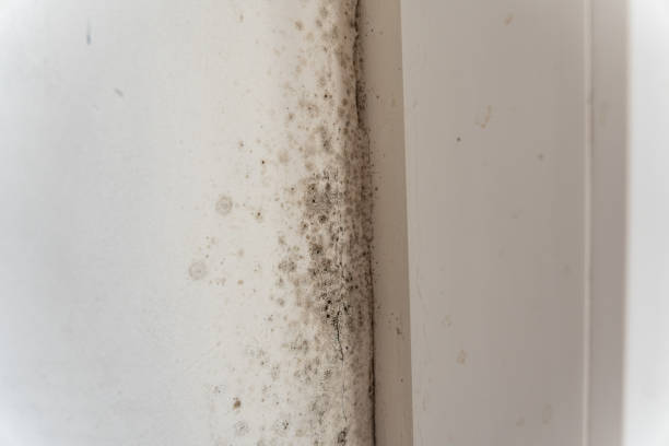 Best Emergency Mold Remediation  in Ocean Pointe, HI
