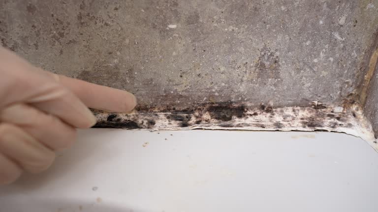 Best Water Damage & Mold Remediation  in Ocean Pointe, HI