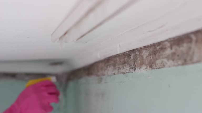 Best Basement Mold Removal  in Ocean Pointe, HI